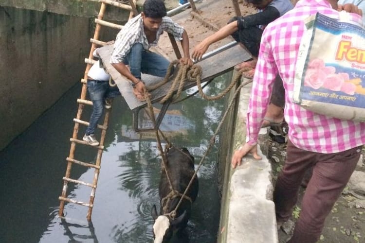  cop fazil and prem saved two cows in lucknow