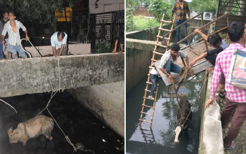  cop fazil and prem saved two cows in lucknow