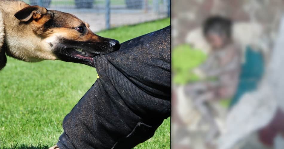 jind dogs killed seven years old child 