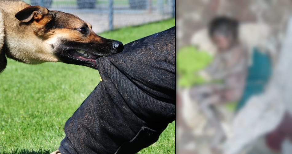 jind dogs killed seven years old child 