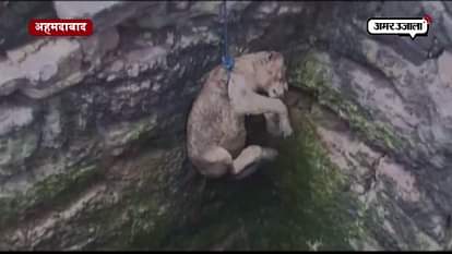 Lioness pulled out of well after forest officials carry out rescue act