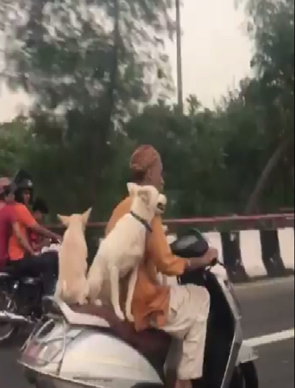  delhi Man balances three dogs perfectly while driving a scooter