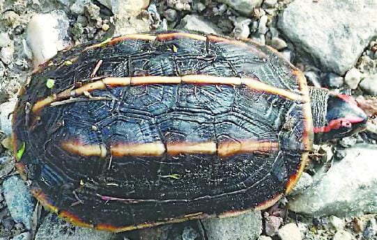 Turtles of rare species found in Nandaur Valley