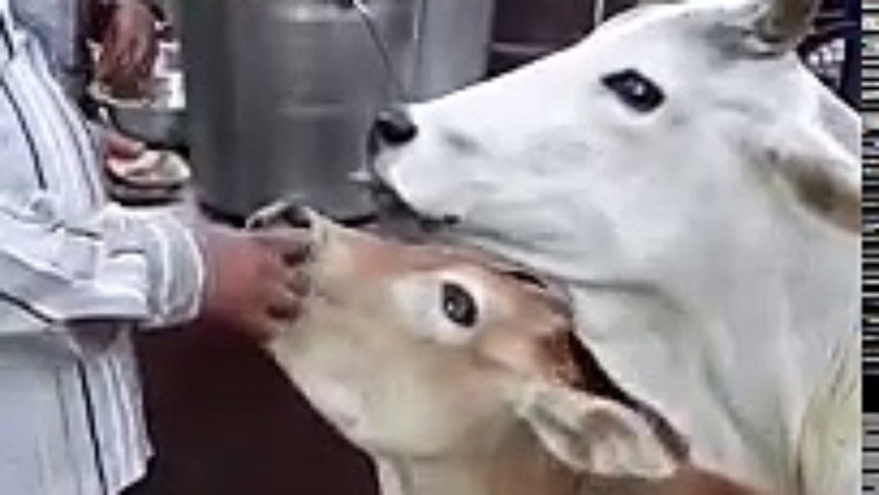 Trending video of 2 cows eating golgappa