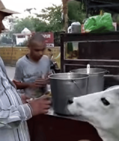 Trending video of 2 cows eating golgappa