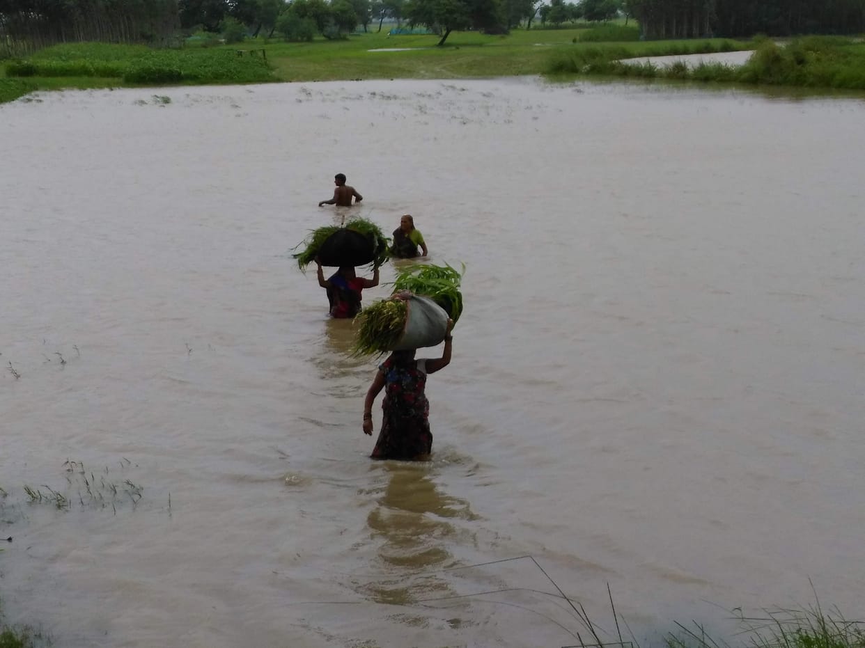 Leakage in the sahnupur regulator, 50 bigha land submerged