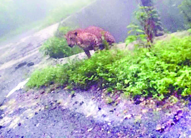 Leopard roaming on the road for half an hour