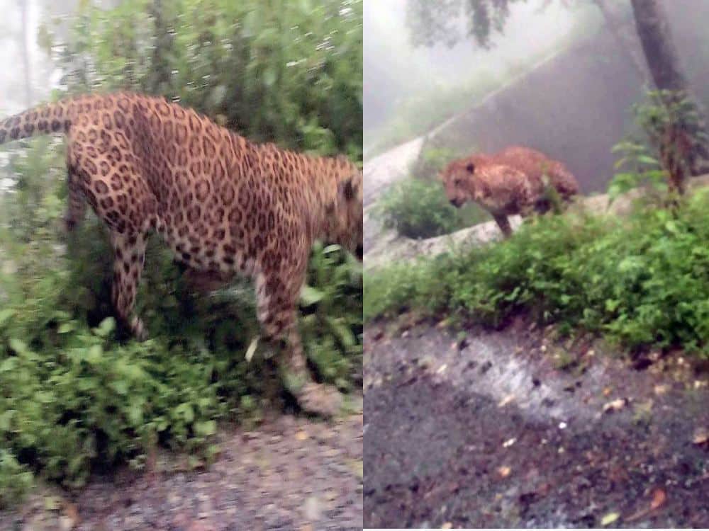 people afraid to see Leopard on road in pithoragarh