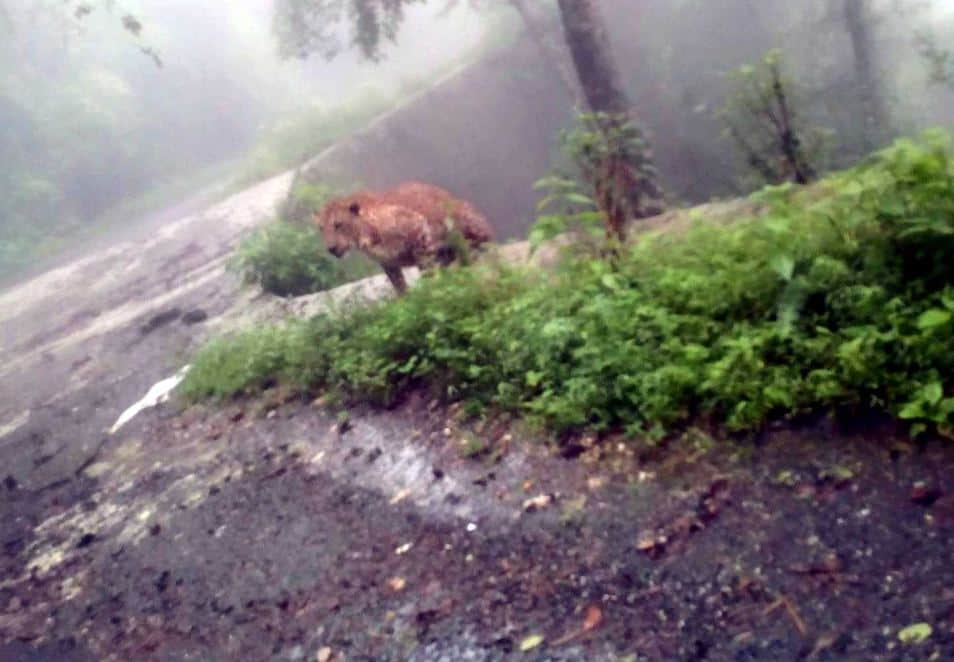 people afraid to see Leopard on road in pithoragarh
