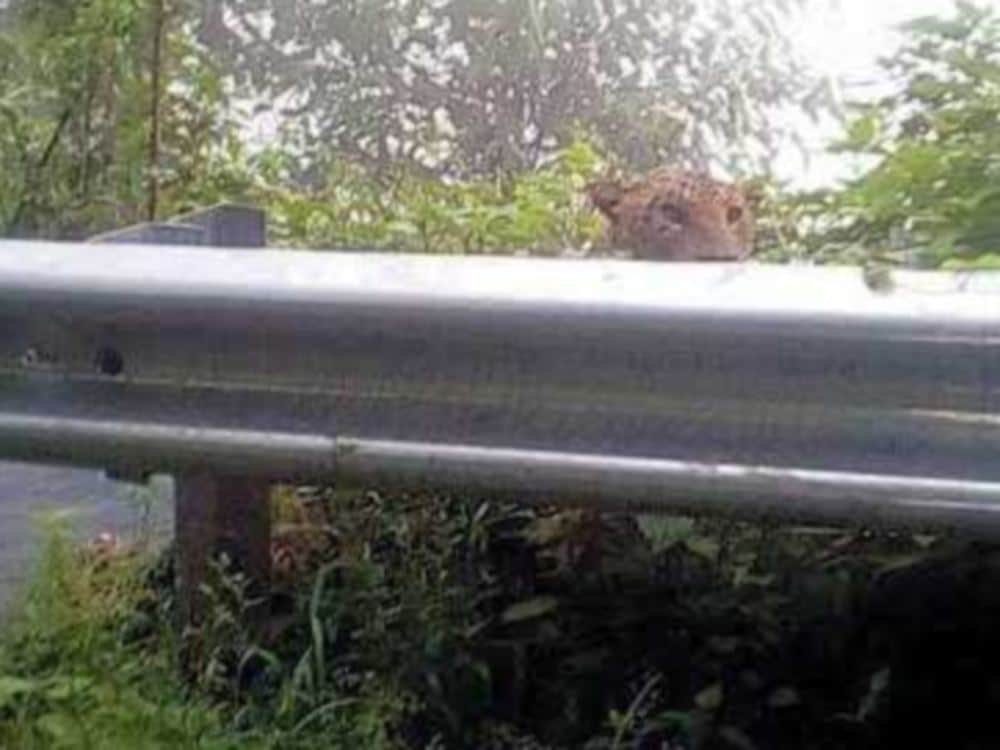 people afraid to see Leopard on road in pithoragarh