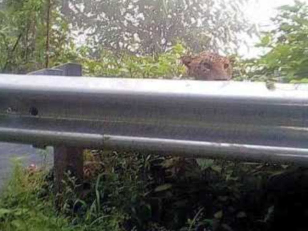 people afraid to see Leopard on road in pithoragarh