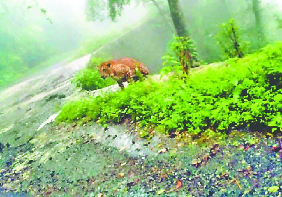 people afraid to see Leopard on road in pithoragarh