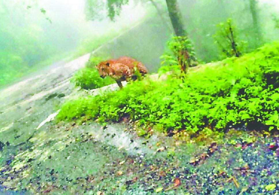 people afraid to see Leopard on road in pithoragarh