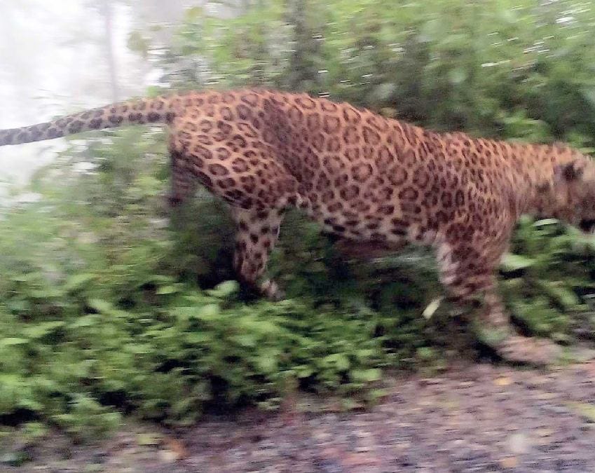 people afraid to see Leopard on road in pithoragarh