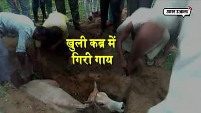 Muslim people save cow trapped in a pit in Moradabad