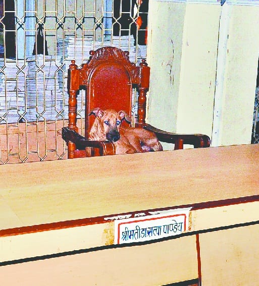 मेयर की कुर्सी तक पहुंचा आवारा कुत्ता