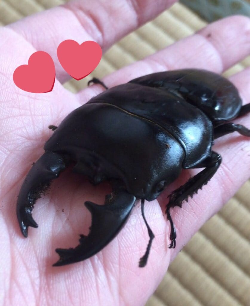 Meet Spike The Beetle Which Loves To Draw Art And   Popular On Social Media