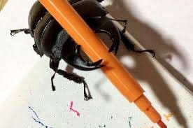 Meet Spike The Beetle Which Loves To Draw Art And   Popular On Social Media