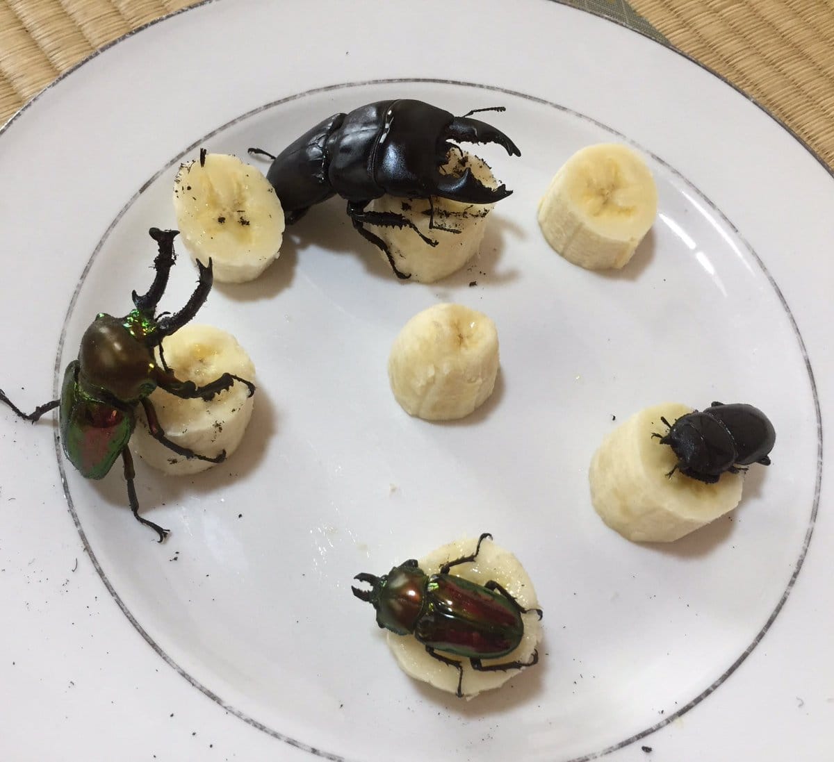Meet Spike The Beetle Which Loves To Draw Art And   Popular On Social Media