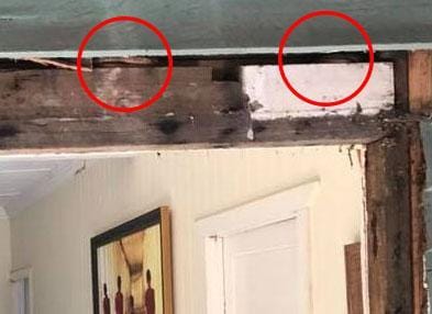 Sunshine Coast Snake Catchers 24/7 throws Spot The Snake puzzle