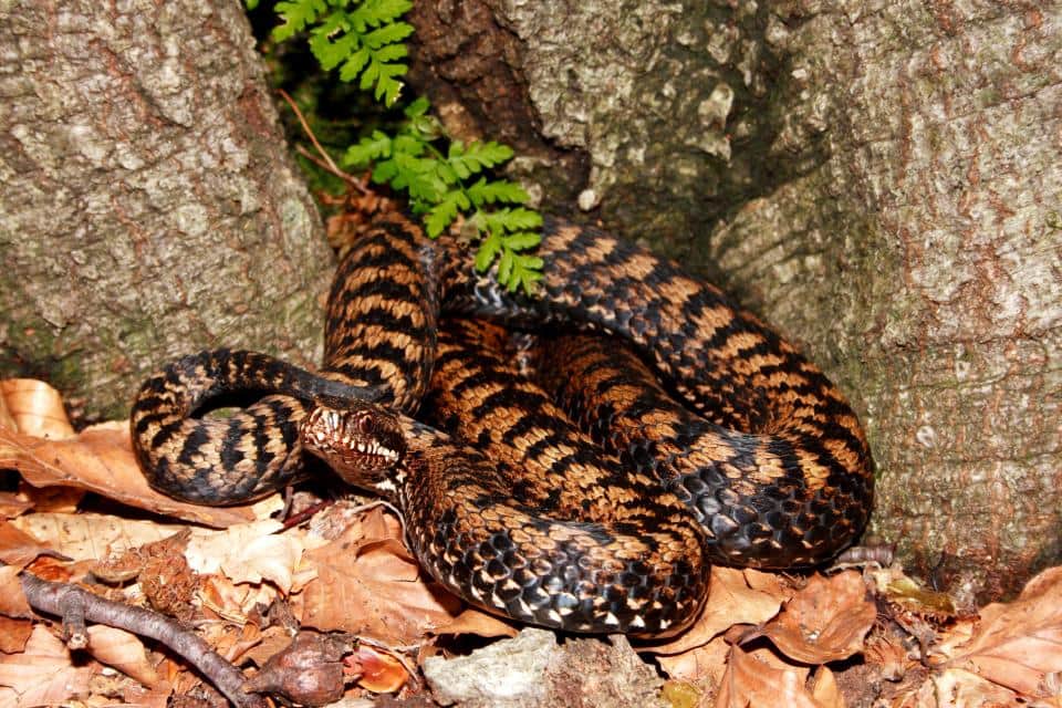 india most dangerous snake