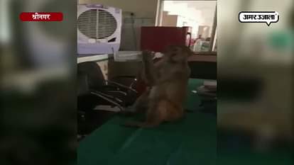 MONKEY REACHED HOSPITAL FOR treatment IN SRINAGAR