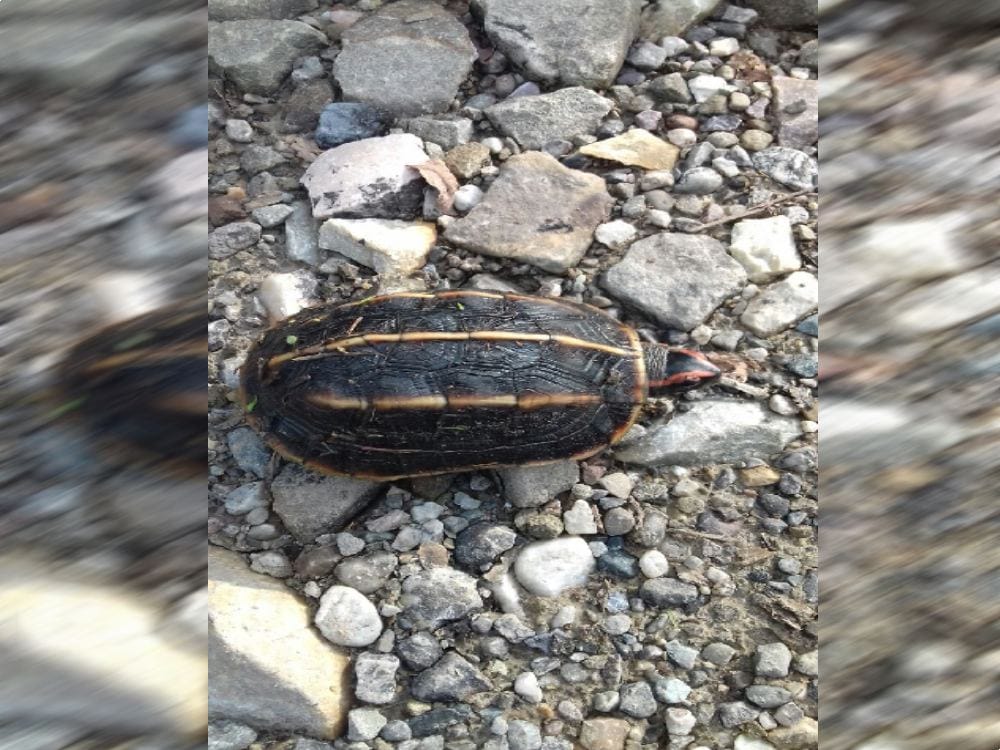 Rare Species Three killed Land Turtle found in nainital