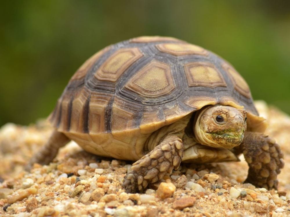 Pratapgarh GRP caught turtle smuggler gang from Malda Town Express