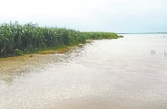 Ganga on boom, hundreds of bigha crops destroyed