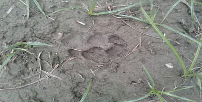 Leopard in the village, saved farmer, panic in the villagers