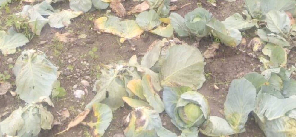 farmers facing problems cannot get prices for crops