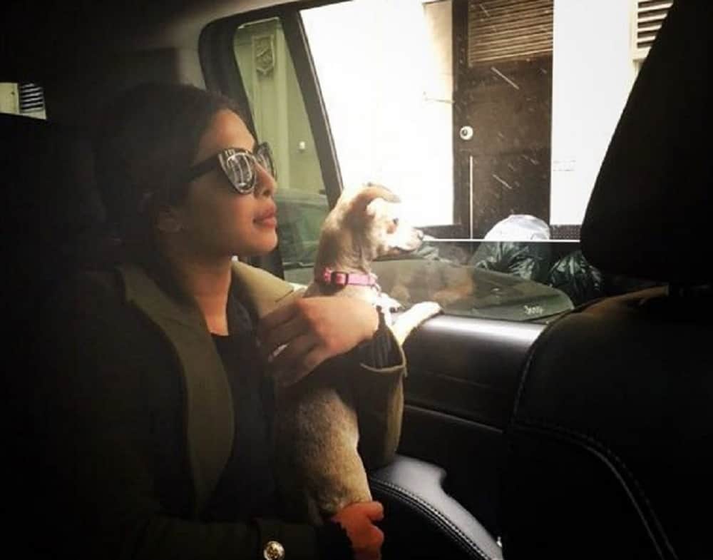  you never heared about Priyanka Chopra love