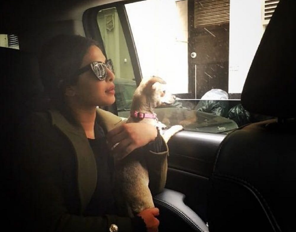  you never heared about Priyanka Chopra love