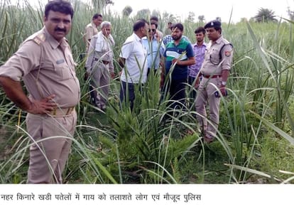 tension in firozabad over cow murder