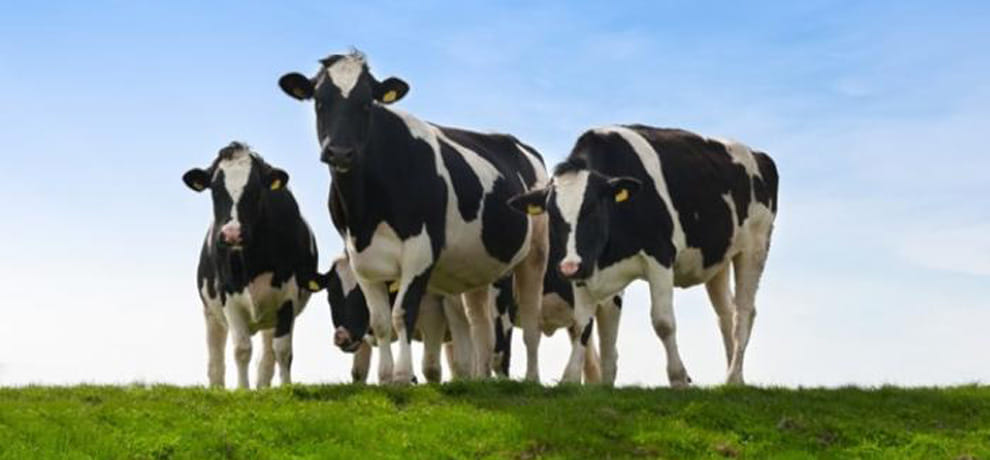 No change in cattle-buying law