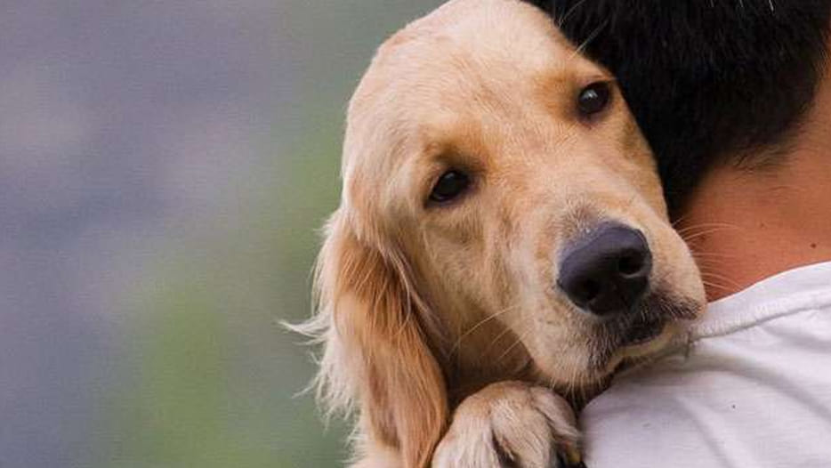 If you are keeping dog you are rich