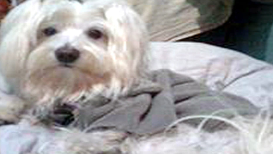 If you are keeping dog you are rich