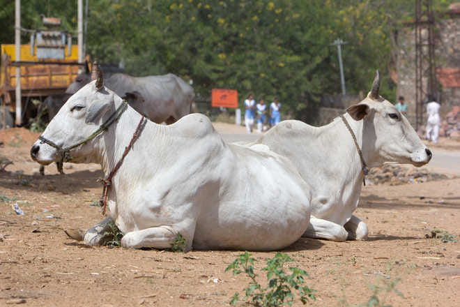 one person died in bharatpur, people are angry