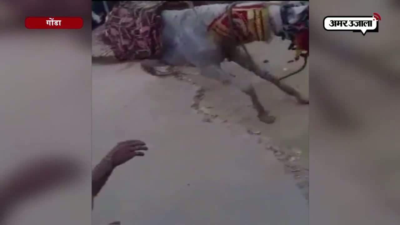 गोंडा दूल्हा