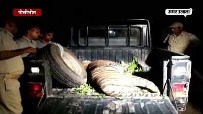Dead body of tigress found near Pilibhit Tiger Reserve