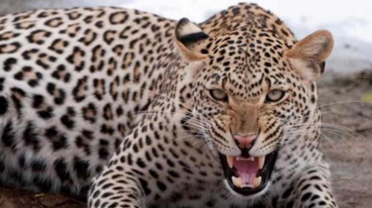Leopard attacked 
