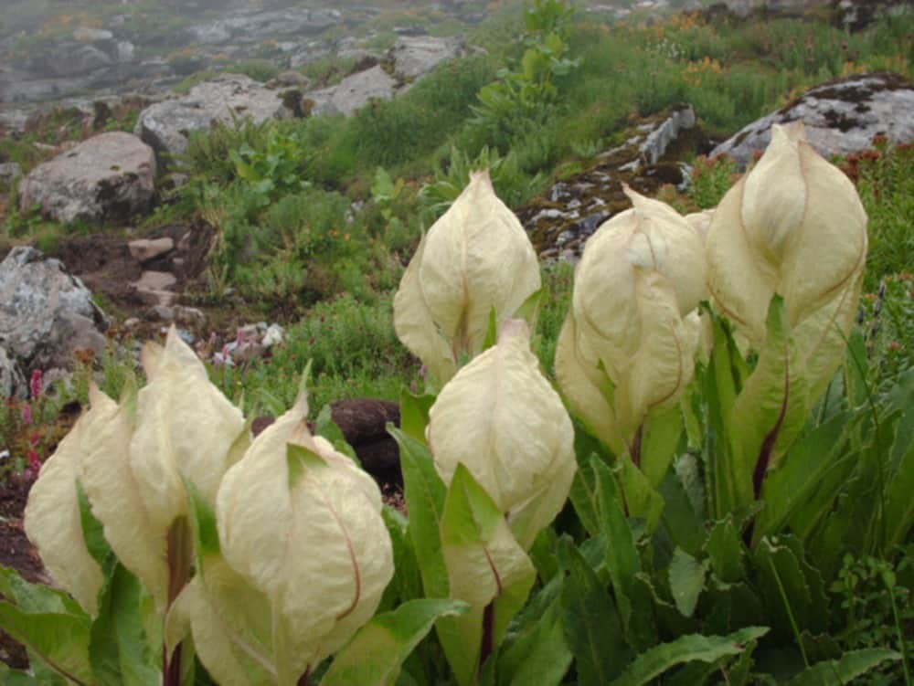 Brahmakamal in hemkund sahib and valley of flower