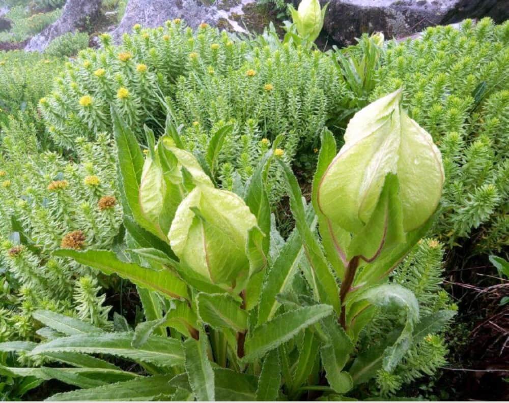 Brahmakamal in hemkund sahib and valley of flower