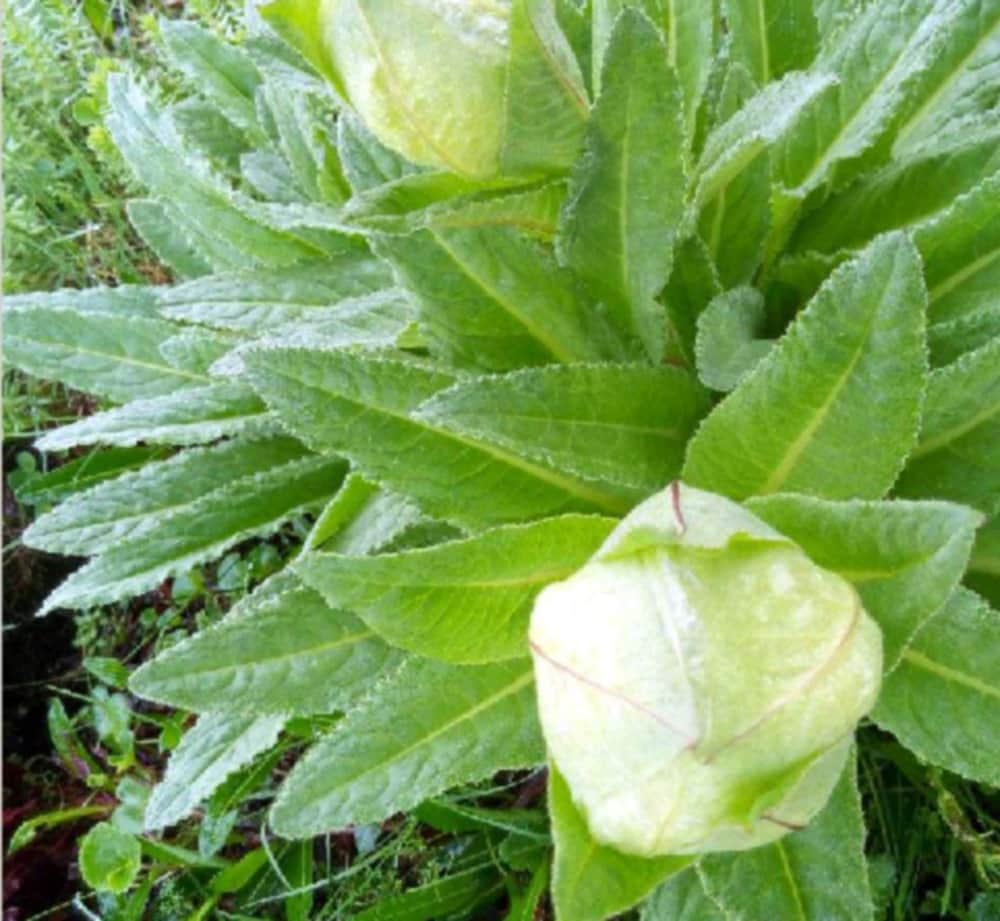 Brahmakamal in hemkund sahib and valley of flower