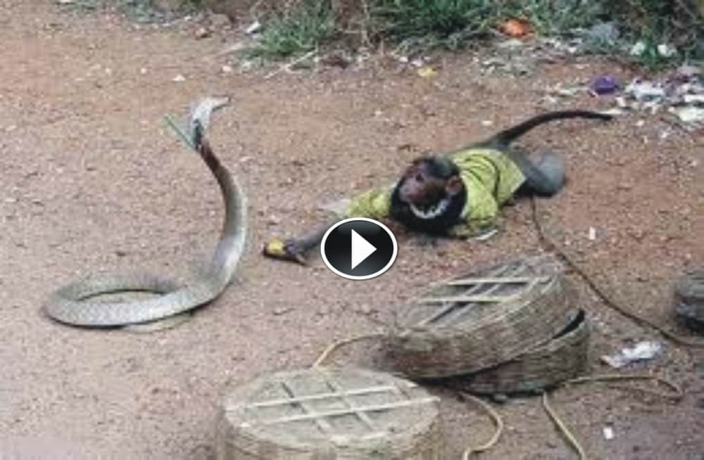 monkey killed a snake and save kanwars