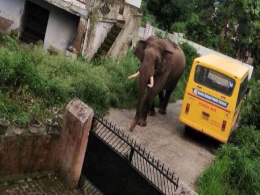Elephants at house gate in Dehradun