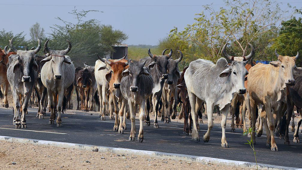 kisaan aandolan in bikaner protest with cows 