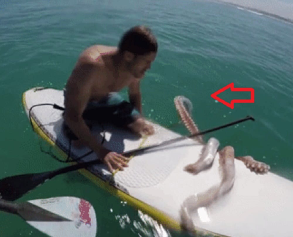 Giant sea animal found at Melkbosstrand in South Africa 