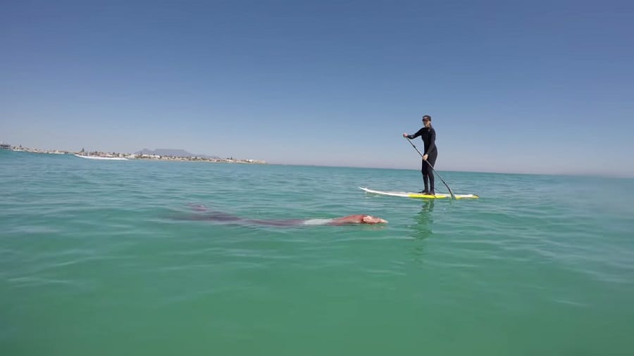 Giant sea animal found at Melkbosstrand in South Africa 