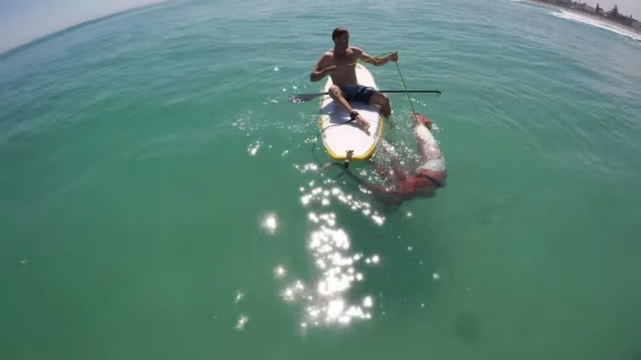 Giant sea animal found at Melkbosstrand in South Africa 